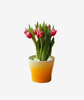 Tulip Flower